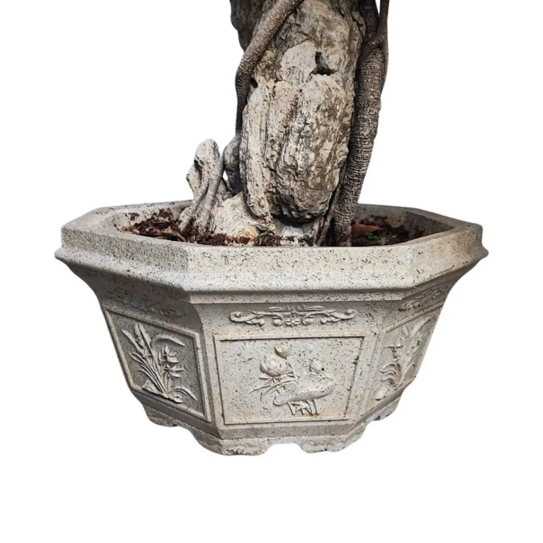 Vaso esagonale in cemento con incisioni orientali che ospita bonsai Ficus Retusa

