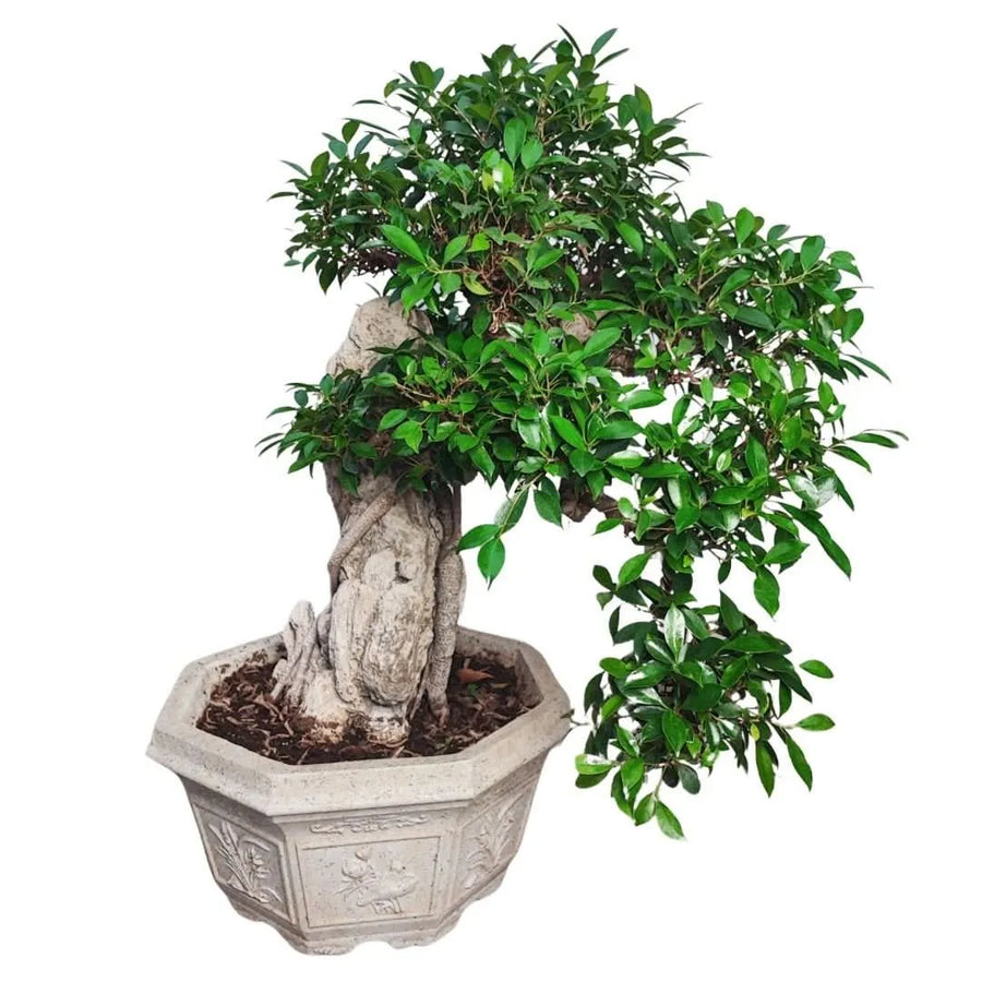Bonsai Ficus Retusa Cascante in vaso decorato con radici aeree e chioma pendente

