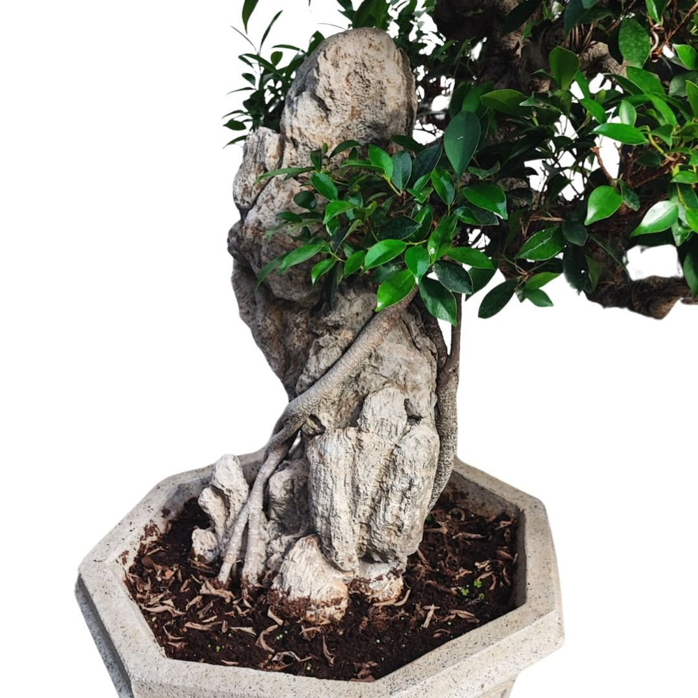 Bonsai Retusa pendente con pietra fossile incastonata in vaso decorato in cemento D. 50 CM H. 100 CM - i Giardini di Giulia