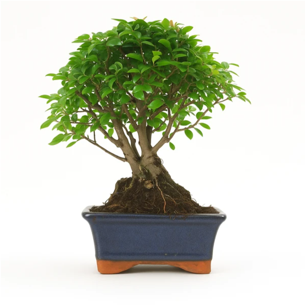 Bonsai Sageretia Theezans 5 anni - vista frontale del tronco e della chioma verde