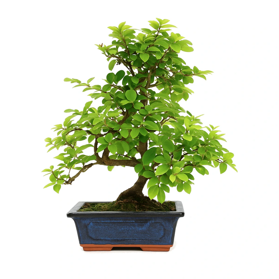 Bonsai Sageretia Theezans 6 anni - esemplare con tronco robusto e foglie verdi lucide
