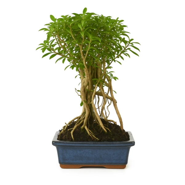 Bonsai Serissa Phoetida 5 anni - Albero delle Mille Stelle con fiori bianchi su sfondo neutro