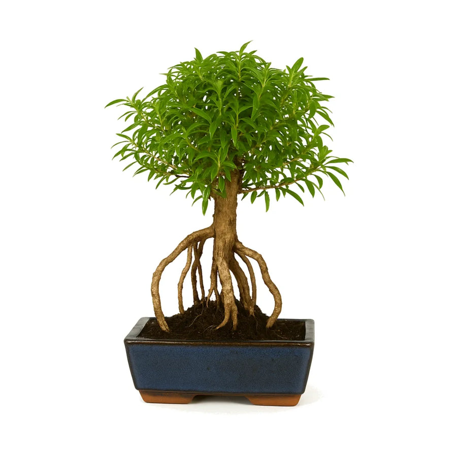 Bonsai Serissa phoetida 8 anni - esemplare con radici aeree e chioma verde fitta in vaso blu