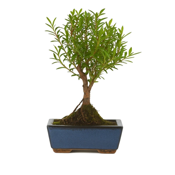 Bonsai Syzygium Buxifolium 5 anni - vista frontale del bonsai in vaso, con foglie verdi lucide e tronco robusto