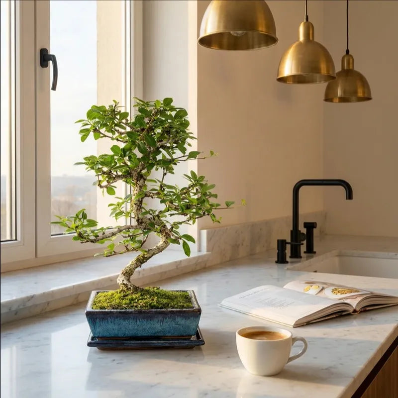 Bonsai Carmona microphylla 8 anni Collezione Premium con tronco sinuoso e chioma verde compatta in vaso bonsai blu su piano cucina in marmo.