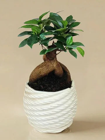 Bonsai ficus ginseng in vaso ceramica artigianale bomboniera matrimonio 2026