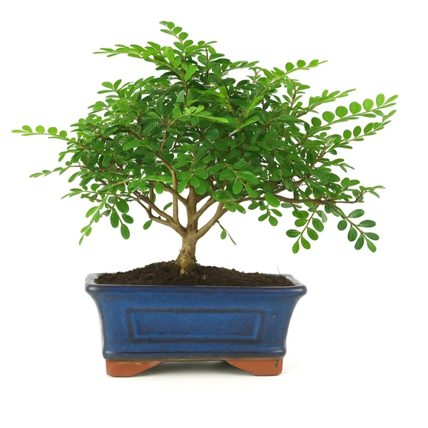 Bonsai Zanthoxylum Piperitum 5 anni - vista frontale completa con vaso decorativo
