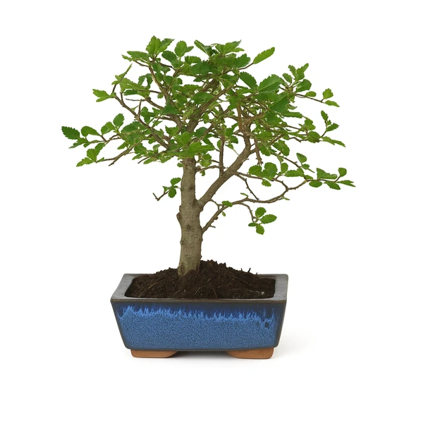 Bonsai Zelkova Parvifolia 5 anni - Olmo Giapponese in vaso elegante