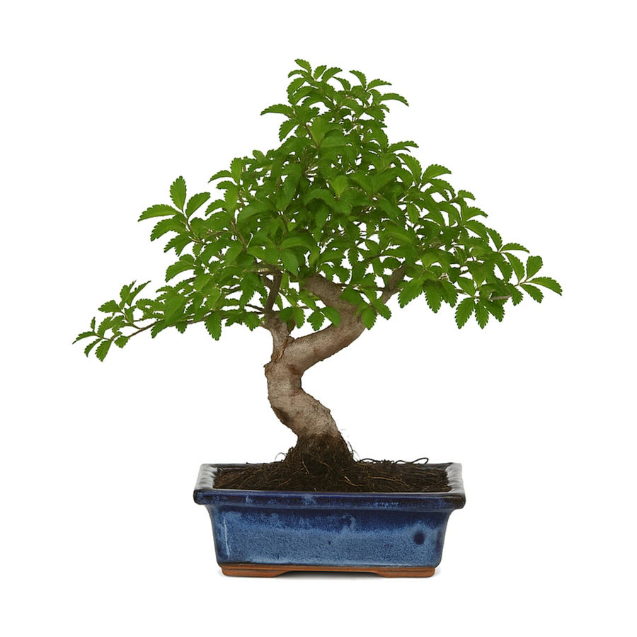 Bonsai Zelkova Parvifolia Premium - Olmo Giapponese di 6 anni in vaso di ceramica