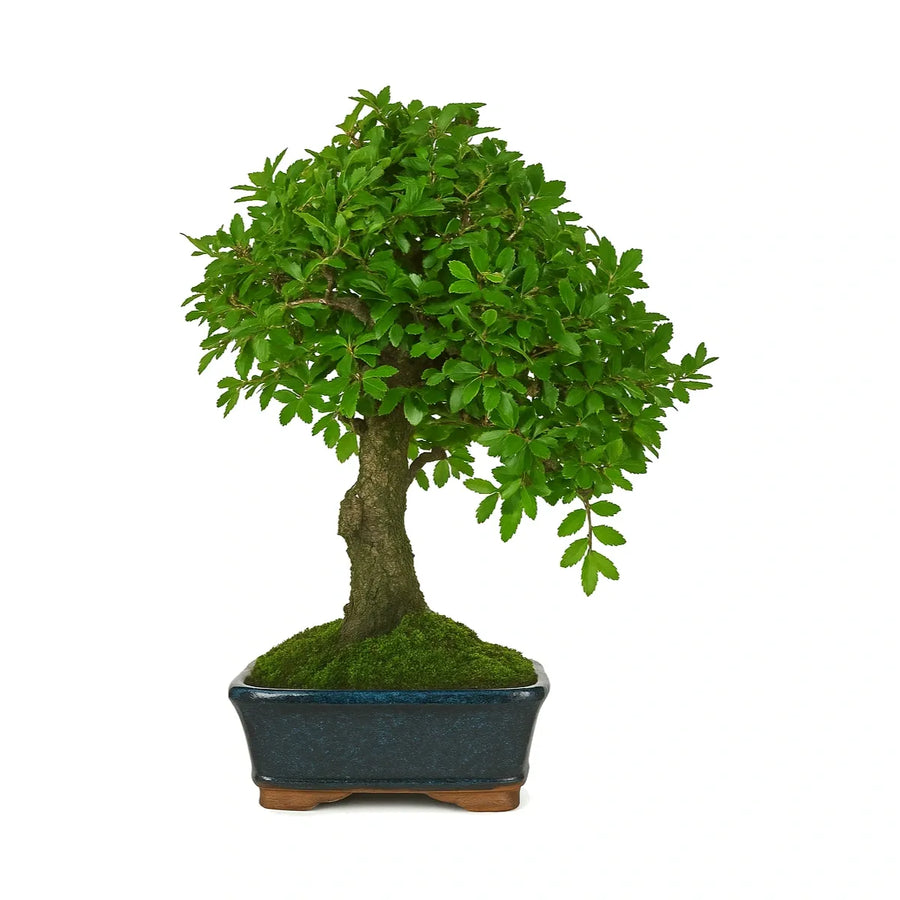 Bonsai Zelkova Parvifolia 8 anni - Olmo Giapponese con tronco robusto e chioma verde compatta in vaso blu