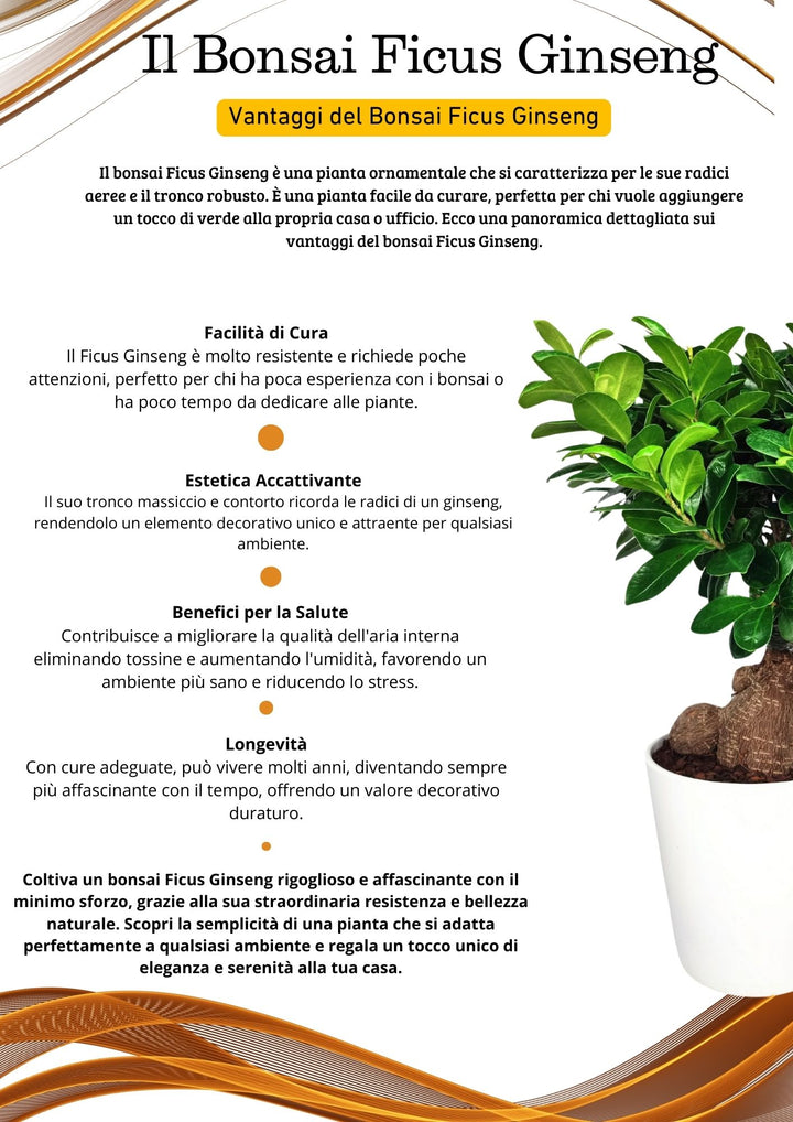 Bonsai Ficus Ginseng - Altezza Pianta 40 cm, Vaso di Ceramica 'Dallas' Diametro 13 cm