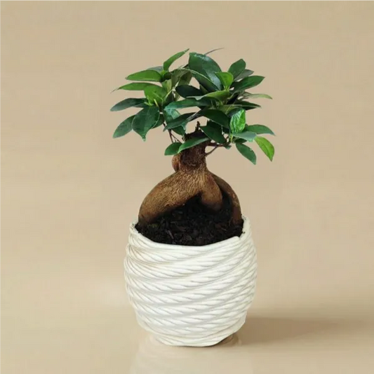 Bonsai Ficus Ginseng in vaso di ceramica Carina