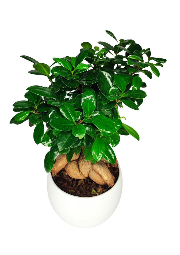 Foto di un piccolo bonsai con foglie verde scuro, lucide e carnose, piantato in un vaso bianco rotondo. Le radici nodose sono esposte sopra il terriccio, creando una base robusta e caratteristica. Le foglie sono dense, disposte in modo compatto, creando una chioma rigogliosa e ben definita. L'angolazione della foto è dall'alto, mettendo in risalto la forma e la struttura delle foglie e del bonsai.