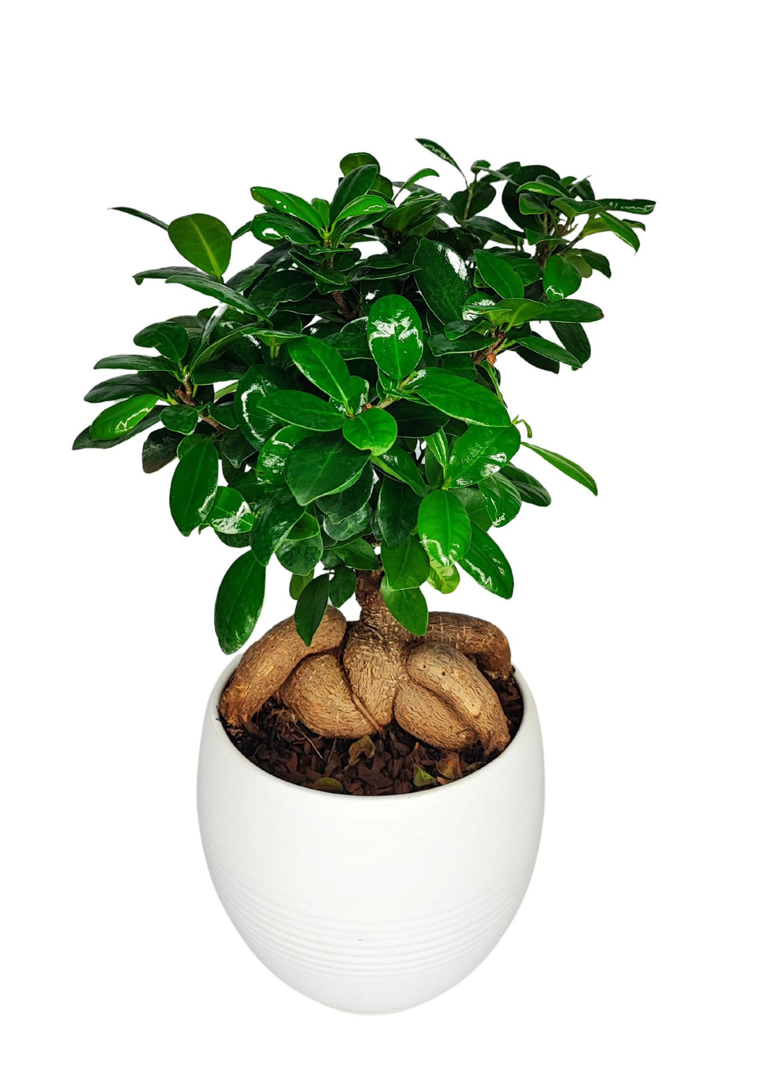 Immagine di un piccolo bonsai con foglie verdi e lucide, piantato in un vaso bianco e rotondo. Il bonsai ha un tronco robusto con radici spesse e esposte, che si estendono sopra il terriccio. Le foglie formano una chioma densa e compatta, che si erge sopra le radici nodose, creando un contrasto tra la vegetazione rigogliosa e la base solida della pianta.