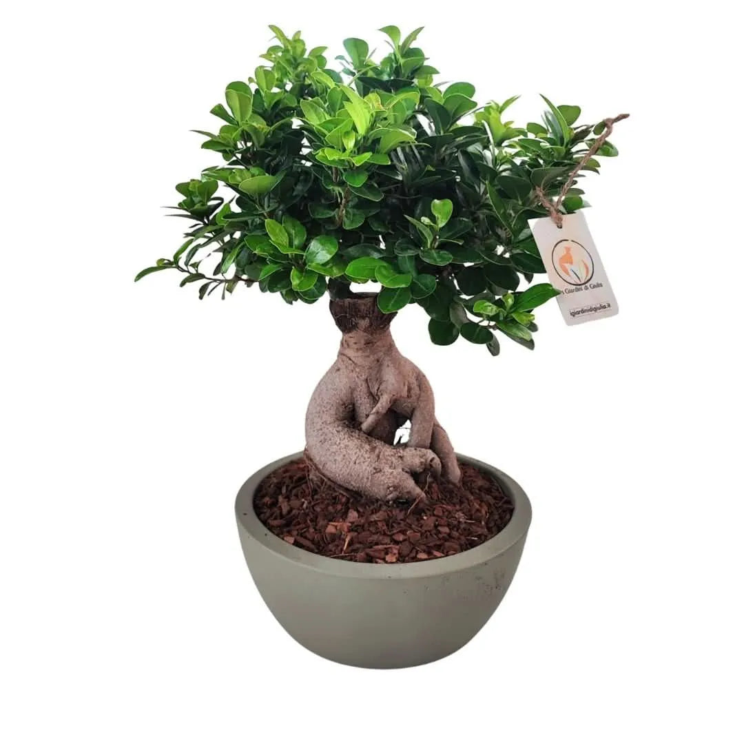 Bonsai ficus ginseng in vaso thetis 30 cm - i Giardini di Giulia  