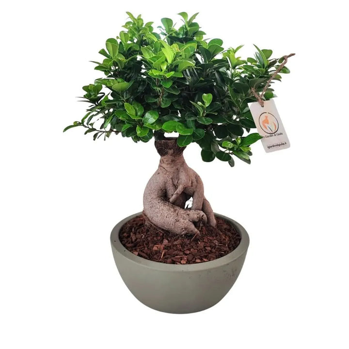 Bonsai ficus ginseng in vaso thetis 30 cm - i Giardini di Giulia  