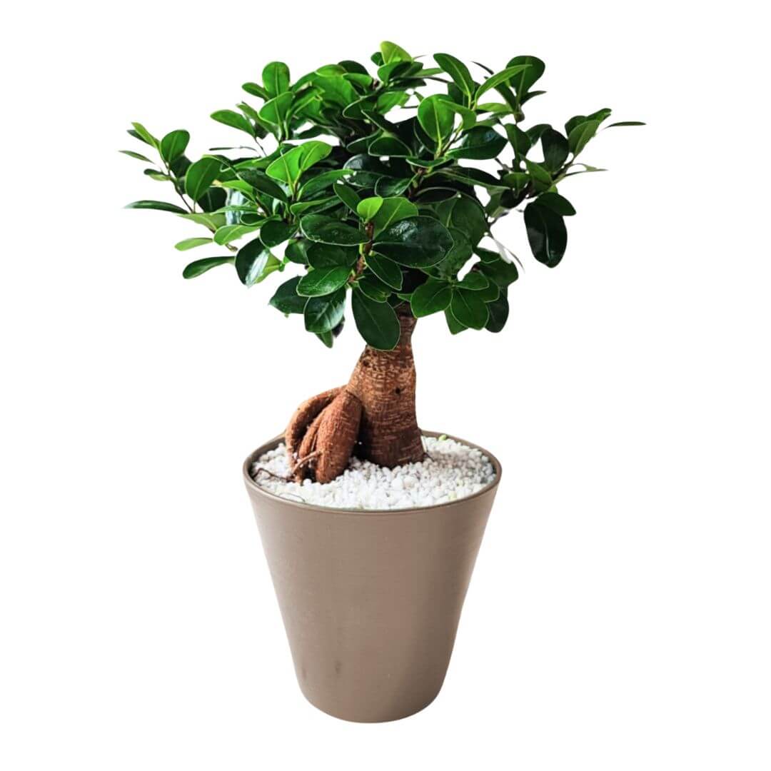 Bonsai ficus ginseng in idrocultura con perlite - i Giardini di Giulia