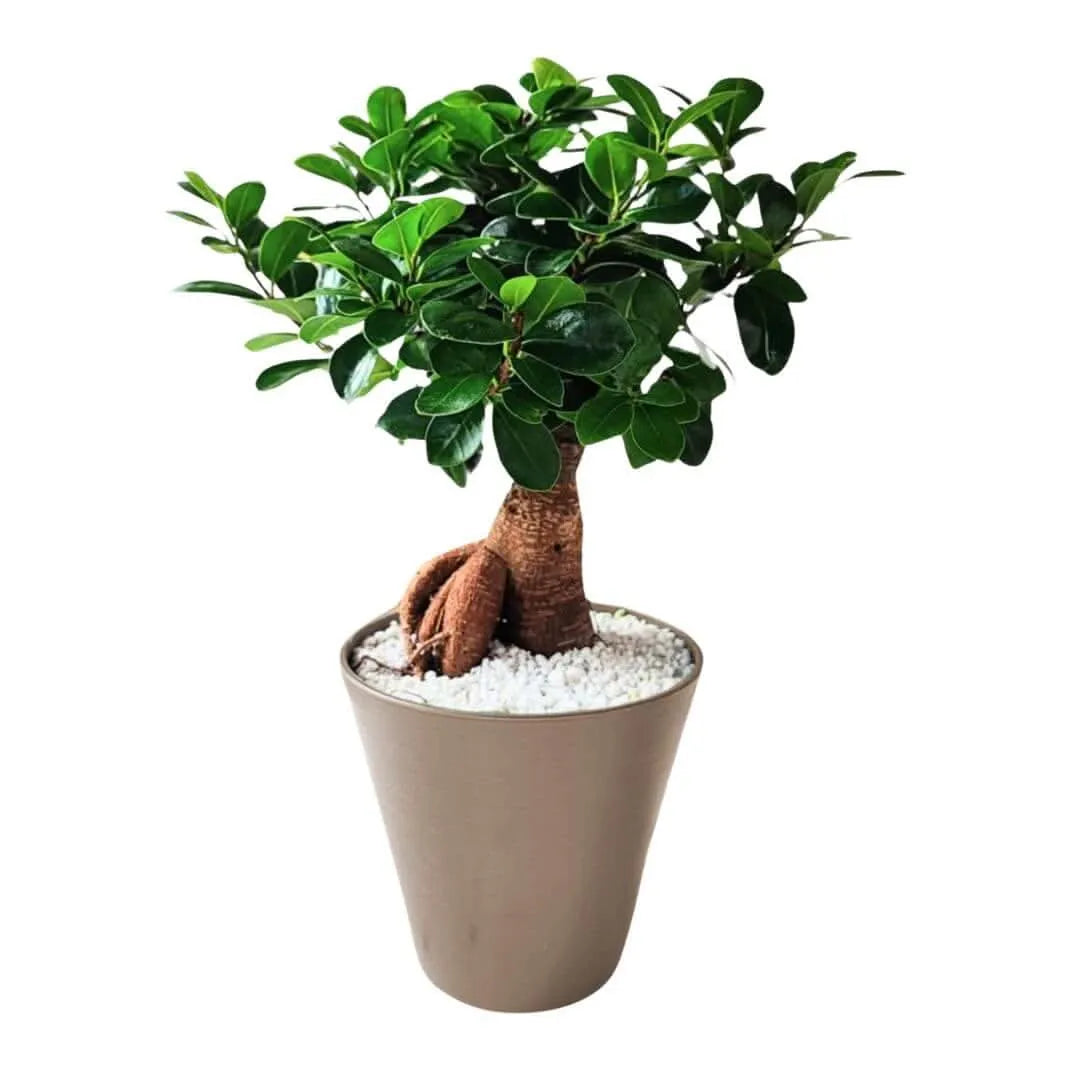 Bonsai Ficus Ginseng in vaso beige con substrato di perlite

