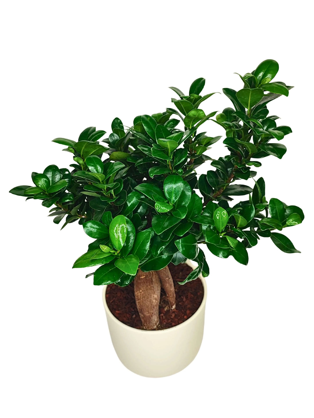 Vista dall’alto del Bonsai Ficus Ginseng con chioma folta e vaso Bari, pianta da interno elegante e resistente
