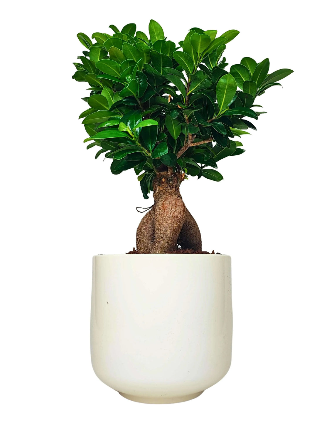 Vista angolare del Bonsai Ficus Ginseng con vaso smaltato bianco, bonsai ornamentale resistente e facile da curare