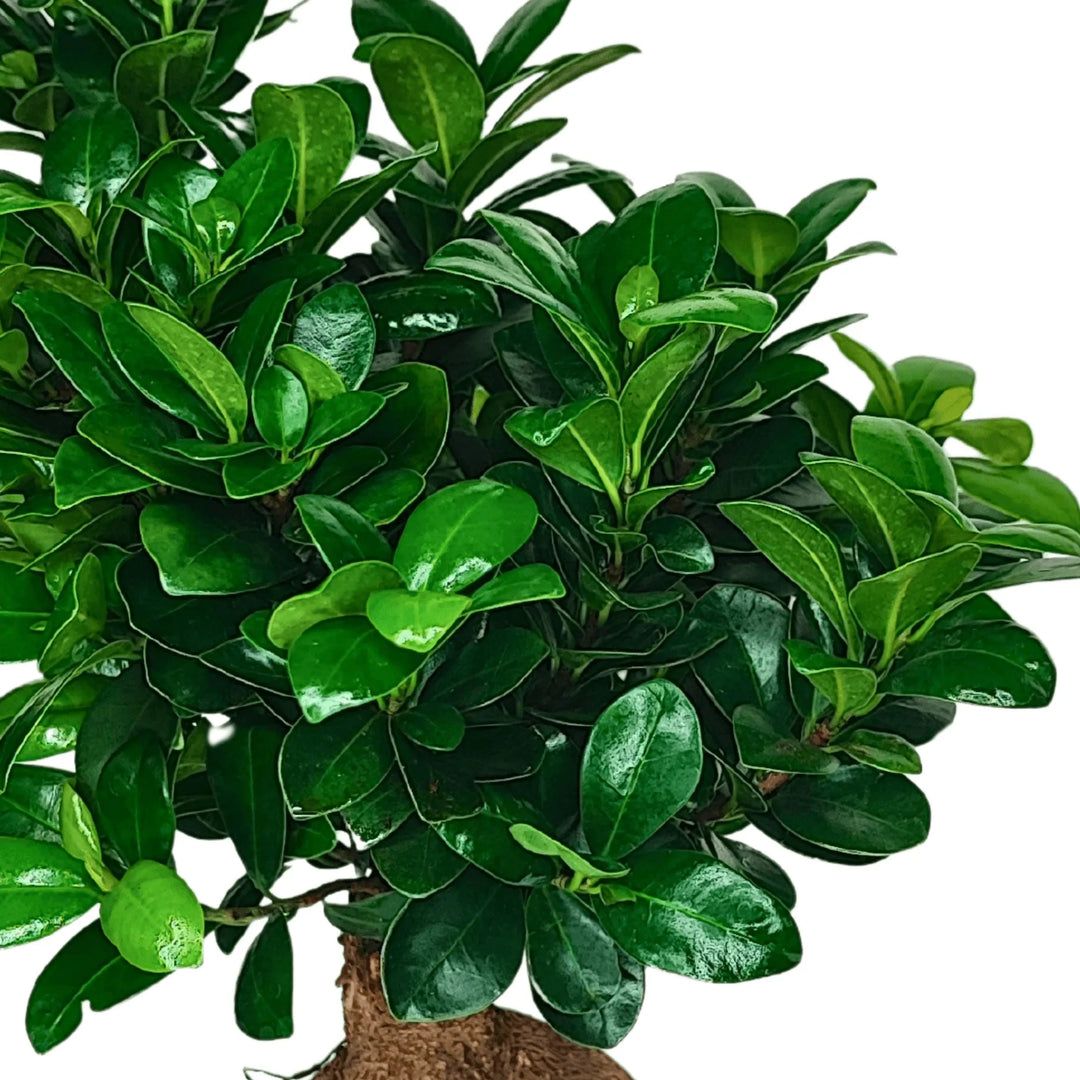 Dettaglio fogliame verde brillante del Ficus Ginseng, bonsai da appartamento ideale per ambienti moderni e luminosi