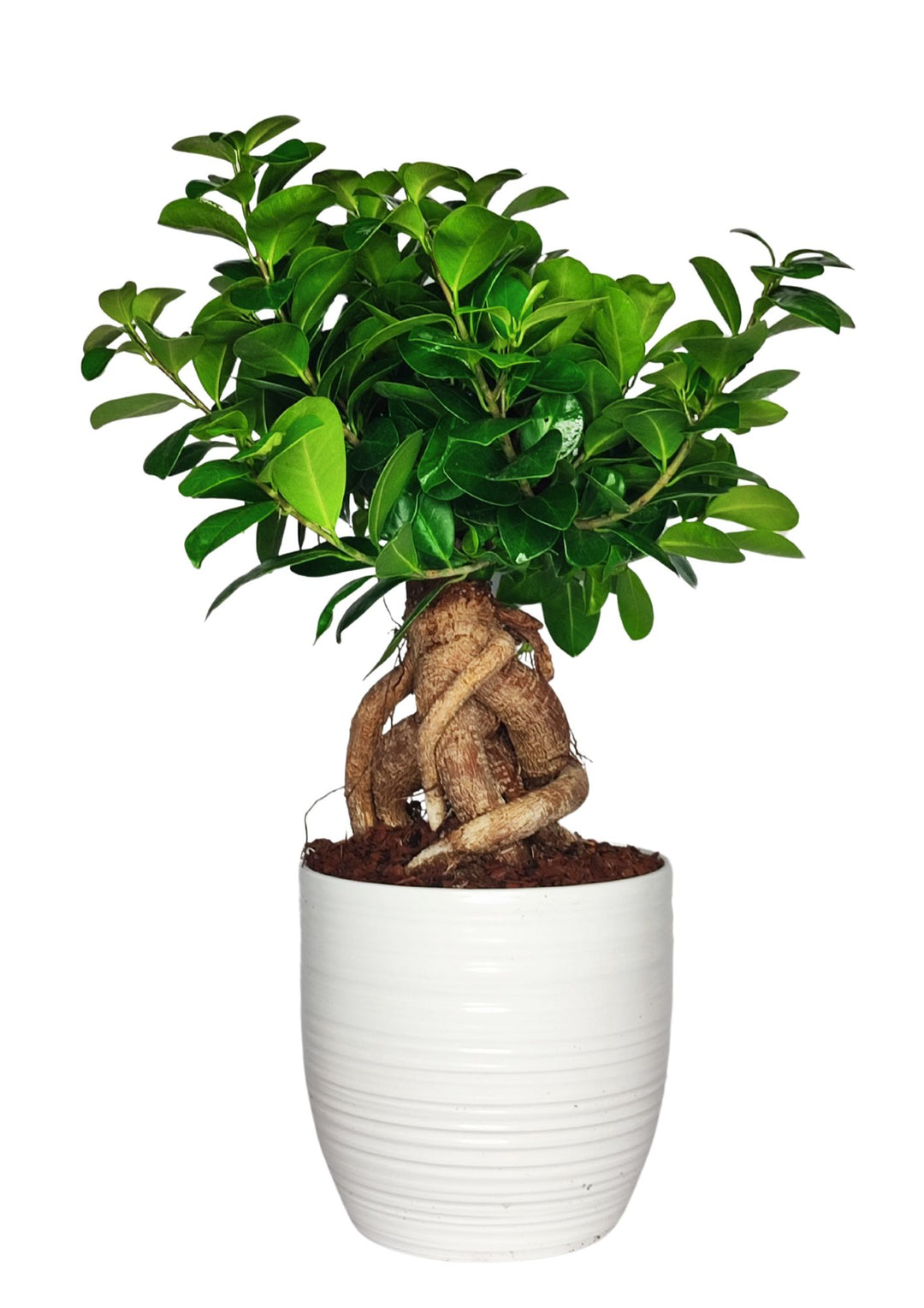 Un bonsai di Ficus Ginseng, con radici esposte intrecciate che si sollevano dalla superficie del terreno, posizionato in un vaso bianco cilindrico. La chioma della pianta è composta da foglie verdi lucide e rigogliose, che contrastano con il tronco robusto e le radici che creano un affascinante gioco di forme. Il design semplice del vaso bianco esalta la bellezza naturale del bonsai, rendendolo un elemento decorativo elegante e armonioso.