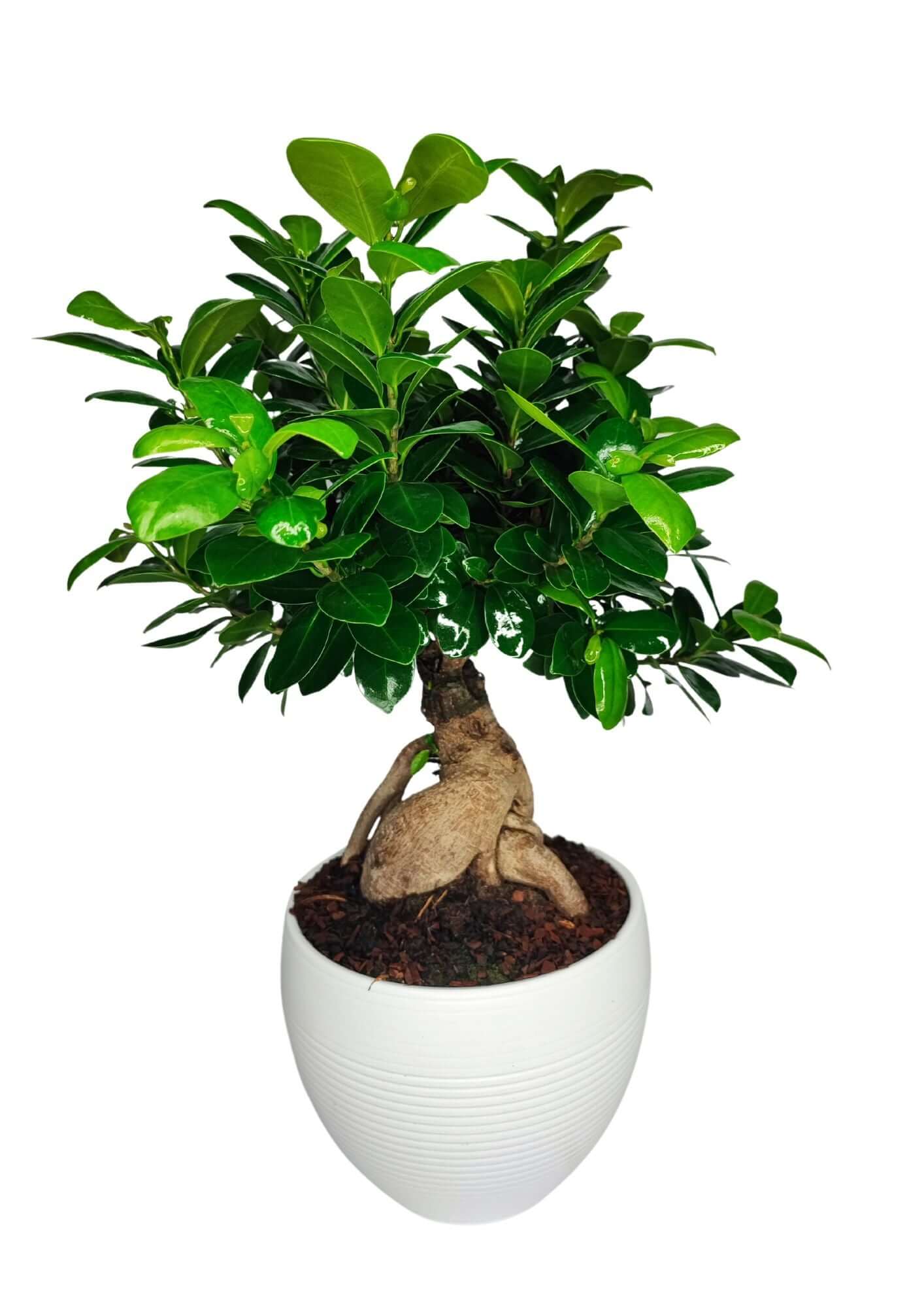 Un bonsai di Ficus Ginseng in un vaso bianco con una texture lineare. Il bonsai presenta un tronco robusto e sinuoso con radici esposte che emergono dal terreno, creando un effetto scultoreo. La chioma è densa e composta da foglie verdi lucide, che donano un aspetto rigoglioso e sano. Il design elegante del vaso e la forma naturale e artistica del bonsai offrono un'estetica armoniosa e piacevole.
