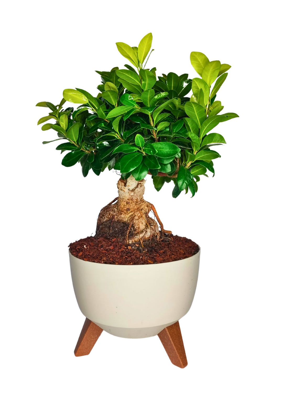 Bonsai di piccole dimensioni con foglie verdi lucide, piantato in un vaso moderno bianco con base in legno. Il tronco è robusto e ben formato, con radici esposte che aggiungono un tocco naturale e rustico. Le foglie si estendono armoniosamente, creando un bel contrasto con il design semplice e pulito del vaso