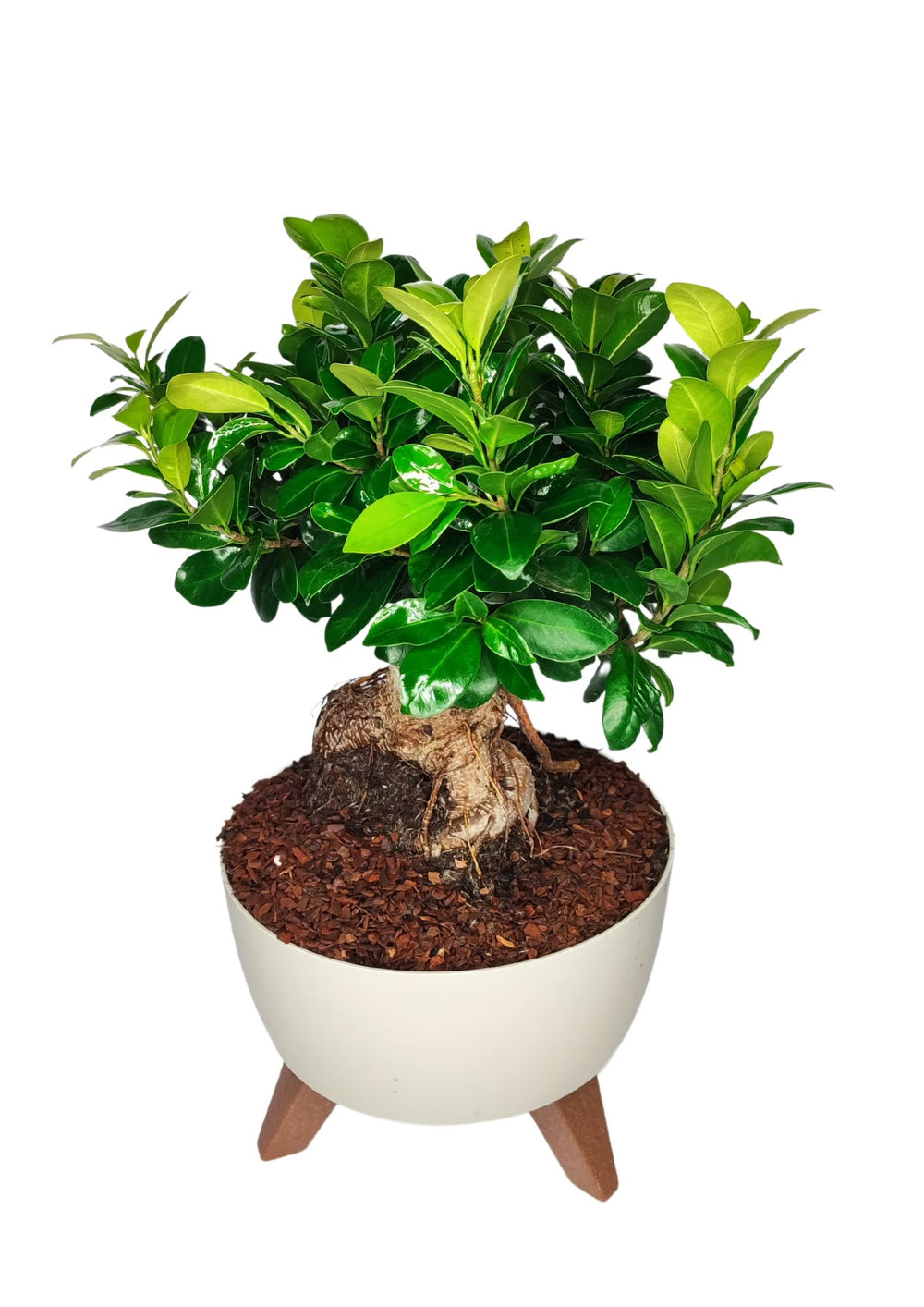 Bonsai compatto con foglie verdi brillanti, sistemato in un vaso bianco moderno con base in legno. Il tronco è robusto e ben definito, con radici esposte che emergono dalla superficie del terreno. Le foglie si estendono densamente, creando un aspetto armonioso e rigoglioso, in contrasto con la semplicità del vaso dal design contemporaneo.