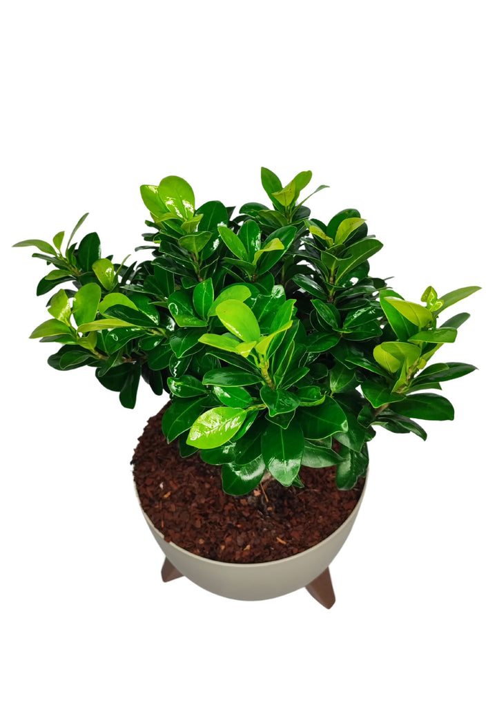 Pianta bonsai con fogliame denso e verde brillante, posizionata in un vaso bianco moderno su una base in legno. Le foglie lucide e fitte conferiscono alla pianta un aspetto rigoglioso, in contrasto con il design semplice e minimalista del vaso. Il terreno è coperto di corteccia, completando l'estetica naturale e curata del bonsai.