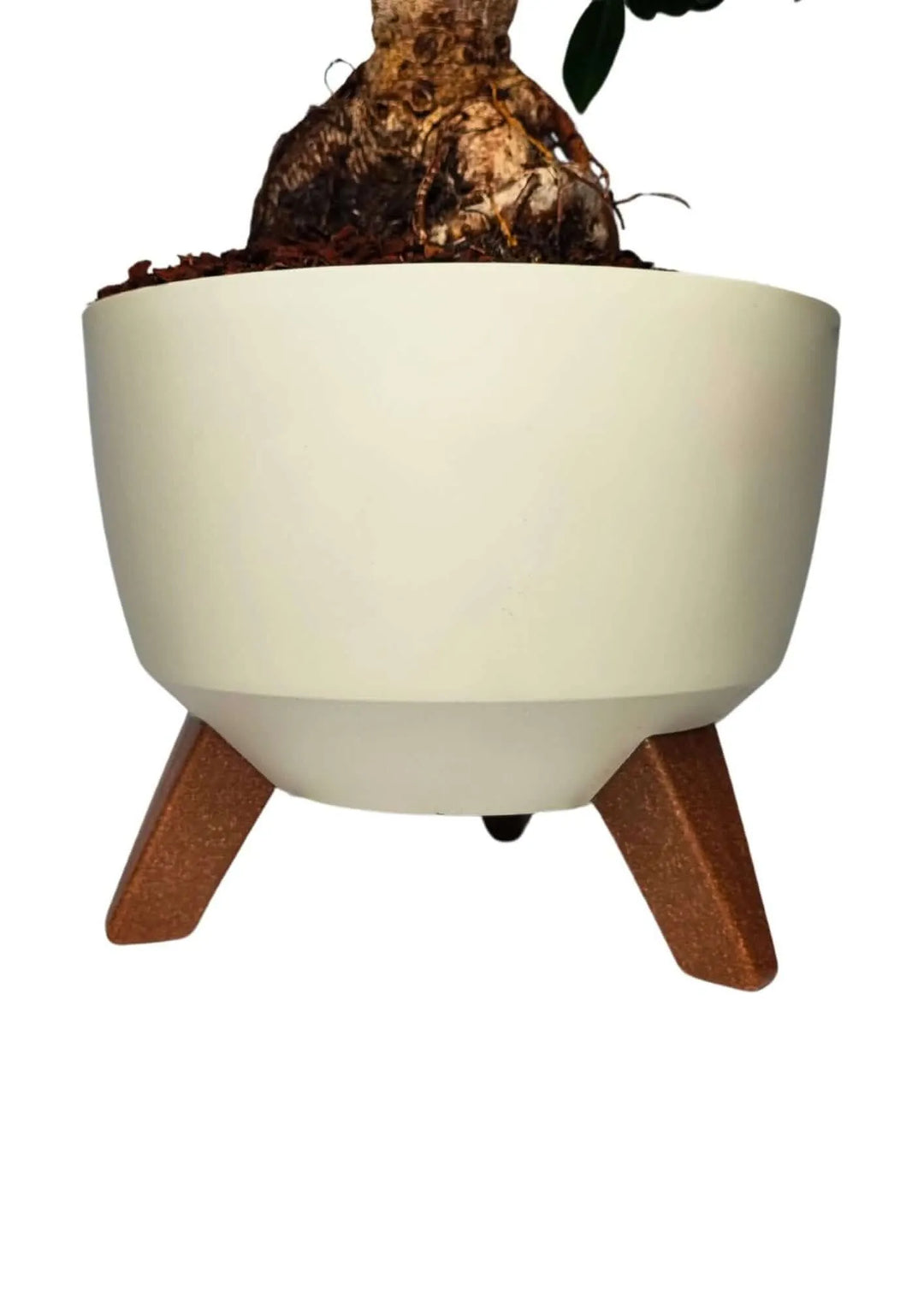  Ficus Ginseng in vaso moderno Roma, foglie verdi lucide e struttura compatta.