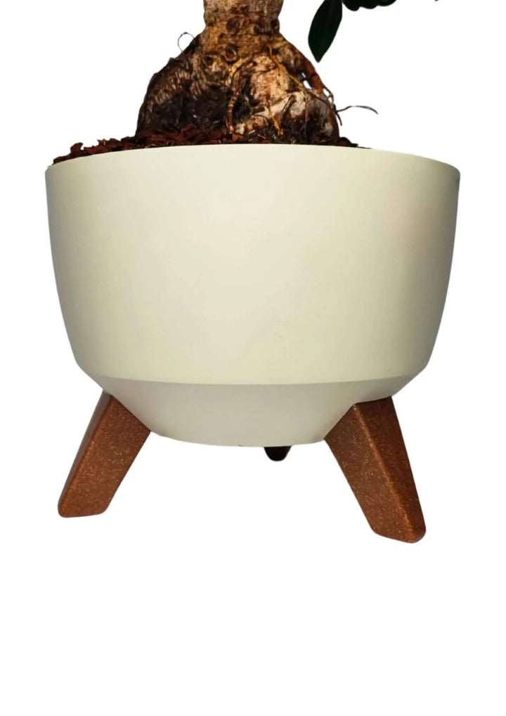  Ficus Ginseng in vaso moderno Roma, foglie verdi lucide e struttura compatta.