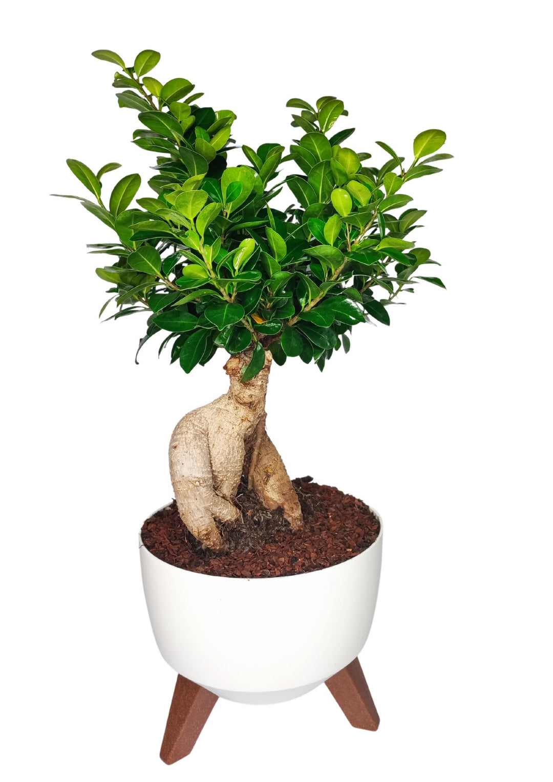 "Una pianta bonsai di Ficus Ginseng posizionata in un vaso bianco moderno, sostenuto da tre gambe in legno. Il bonsai è caratterizzato da un tronco robusto e radici esposte che si estendono sopra la superficie del terreno, con una chioma rigogliosa di foglie verdi lucide. Il design contemporaneo del vaso si abbina perfettamente alla naturalezza del bonsai, creando un'atmosfera elegante e armoniosa."





