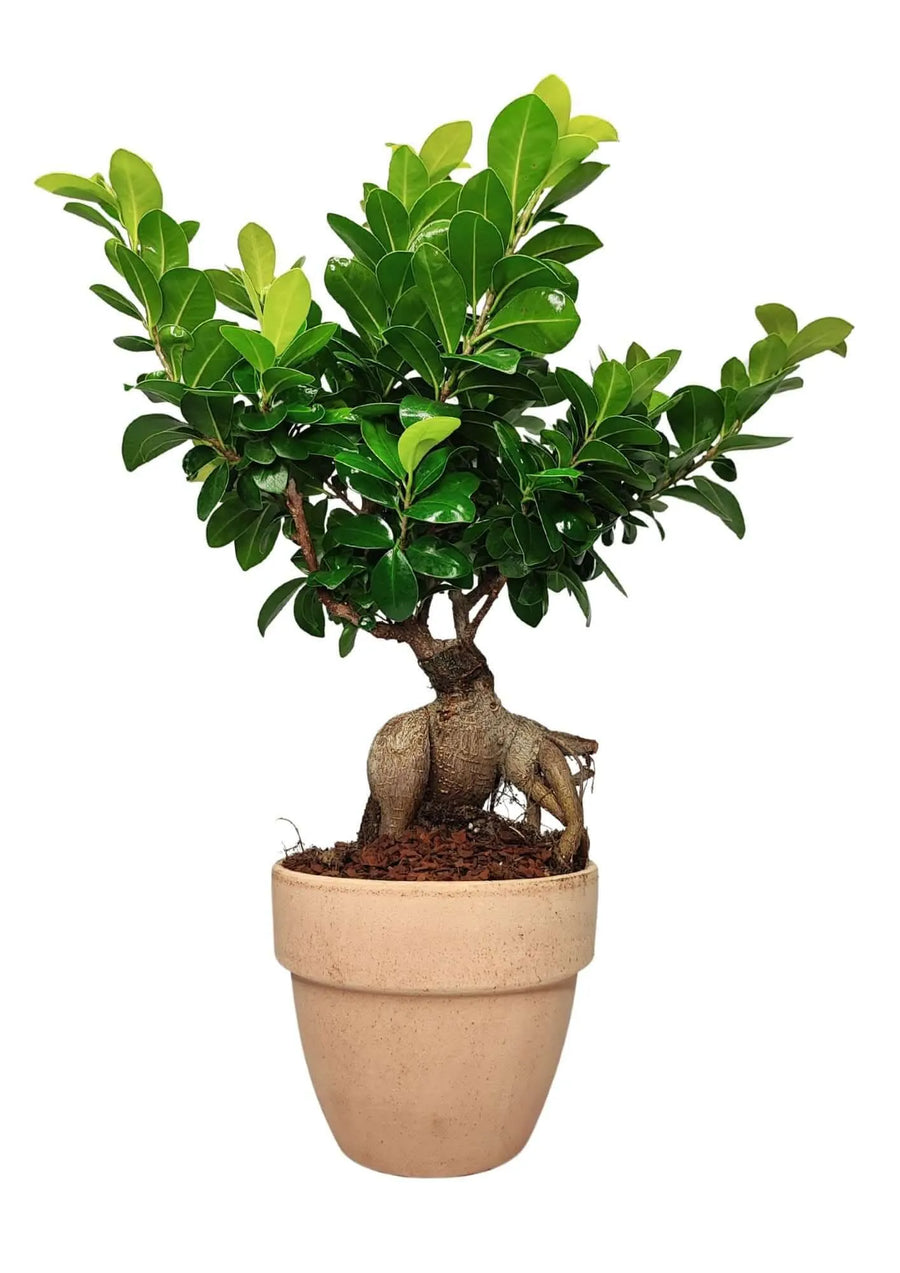 Bonsai Ficus Ginseng 50 cm in vaso ceramica Novara visto frontalmente

