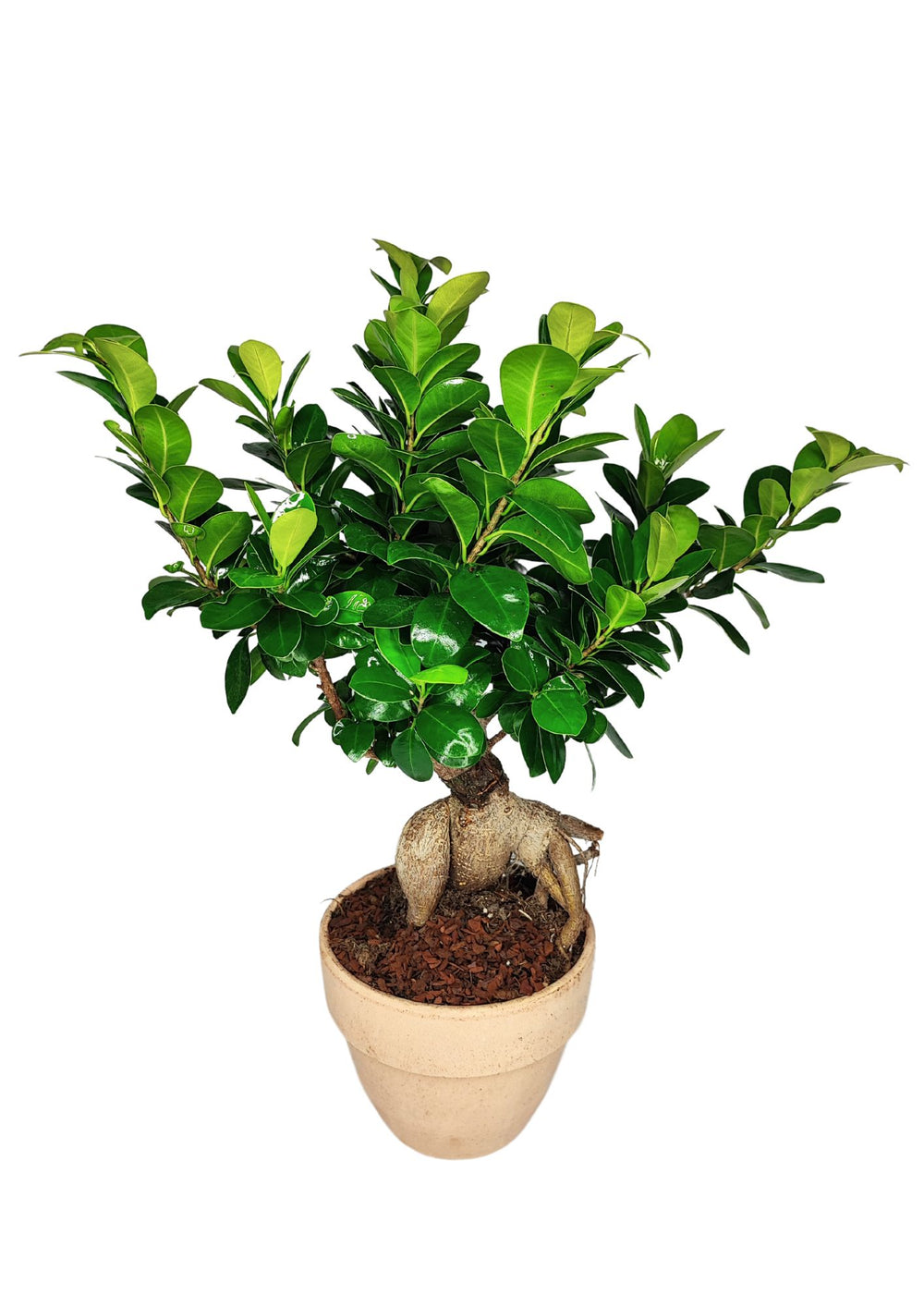 Piccolo bonsai con foglie verdi e lucide, piantato in un vaso di terracotta. Le radici sporgono leggermente dalla base, conferendo alla pianta un aspetto robusto e affascinante. Il vaso di terracotta contrasta piacevolmente con il verde intenso delle foglie, creando un effetto visivo equilibrato e naturale.