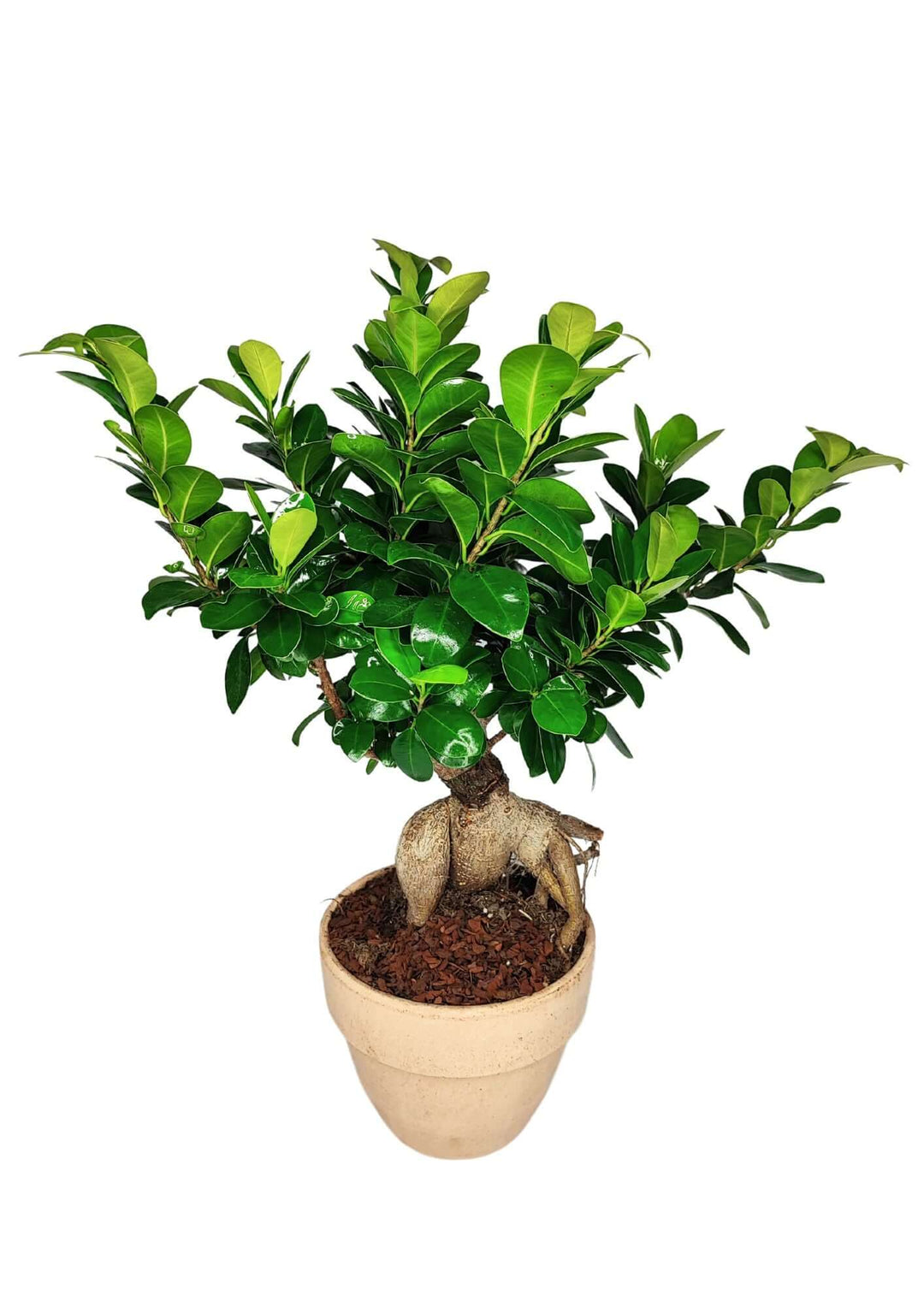 Bonsai Ficus Ginseng - Altezza Pianta 50 cm, Vaso di Terracotta 'Palladio Arena' Diametro 16 cm - i Giardini di Giulia