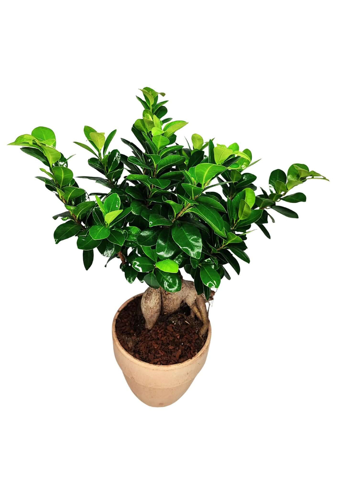 Bonsai Ficus Ginseng - Altezza Pianta 50 cm, Vaso di Terracotta 'Palladio Arena' Diametro 16 cm - i Giardini di Giulia