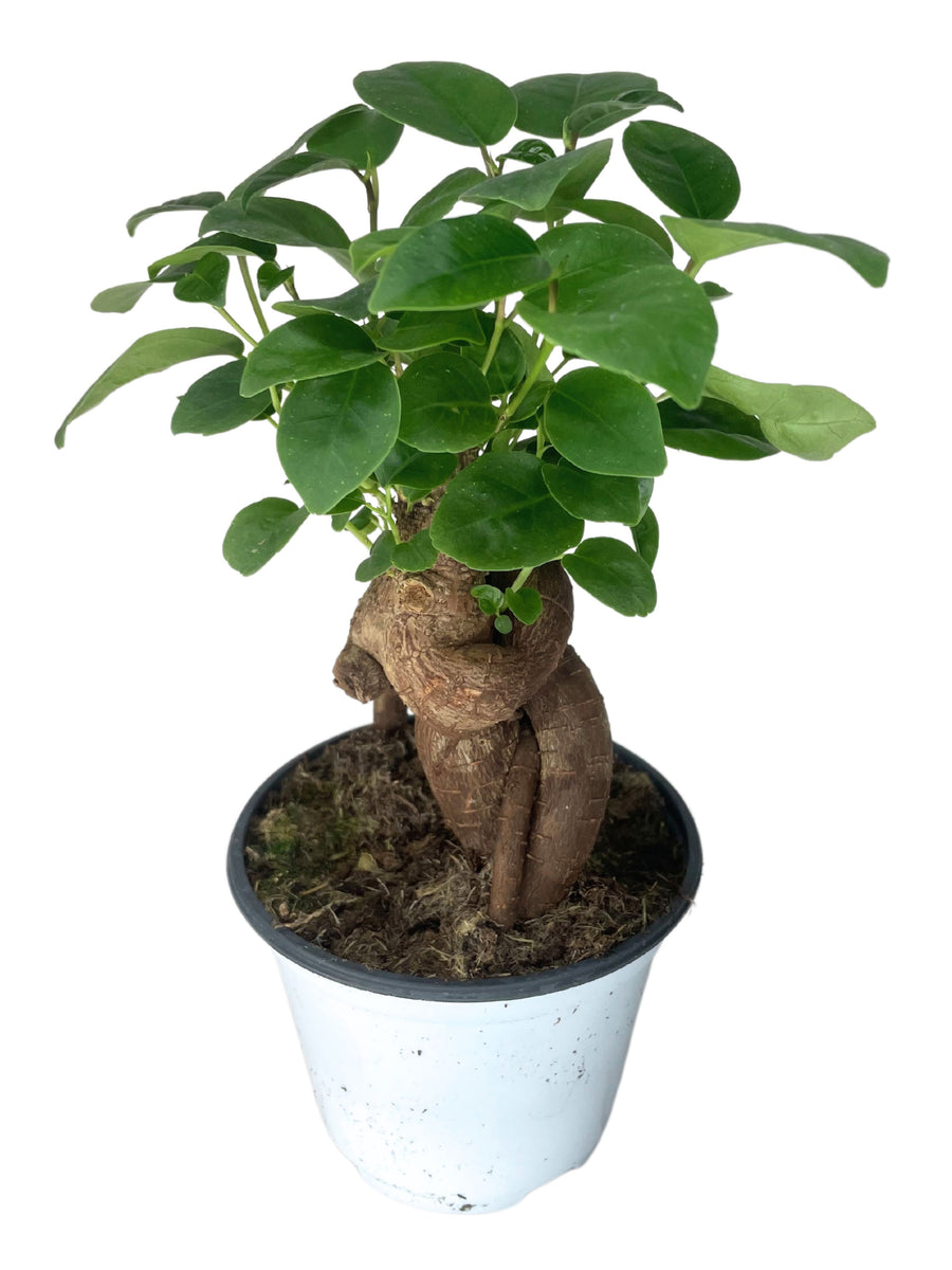 Immagine di una pianta di Bonsai Mini Ficus Ginseng con foglie verdi lucide, grandi e lisce, cresciuta su un tronco spesso e nodoso, contenuta in un vaso bianco.