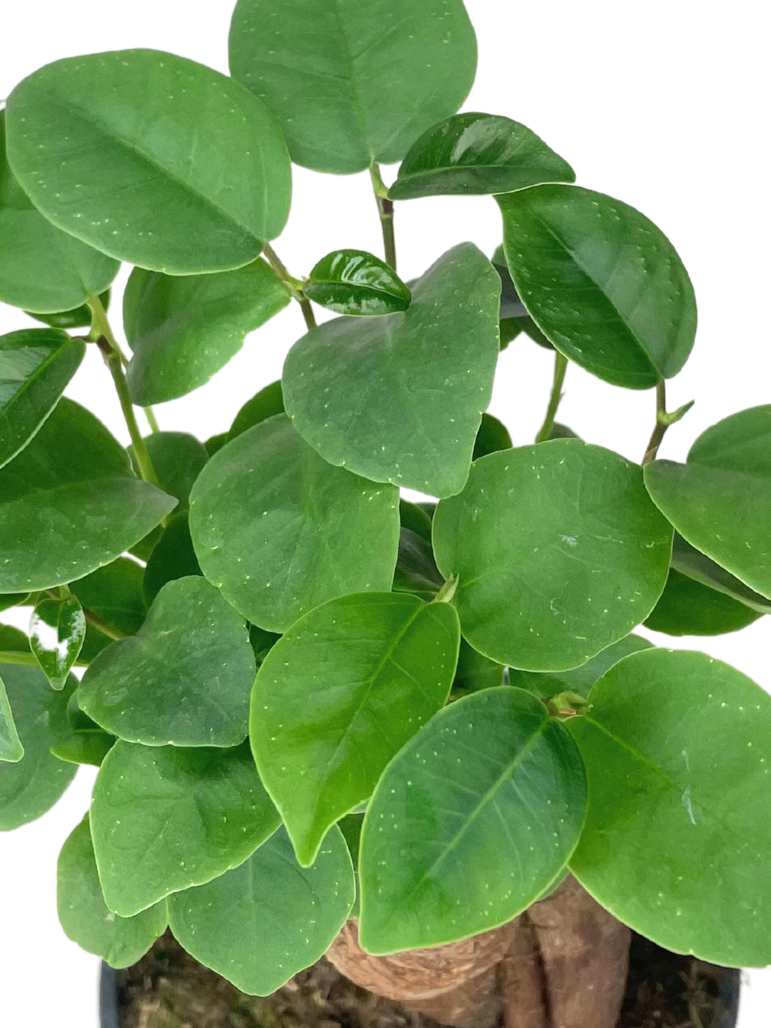 Immagine ravvicinata di bonsai mini  ficus ginseng con foglie verdi lucide e arrotondate.