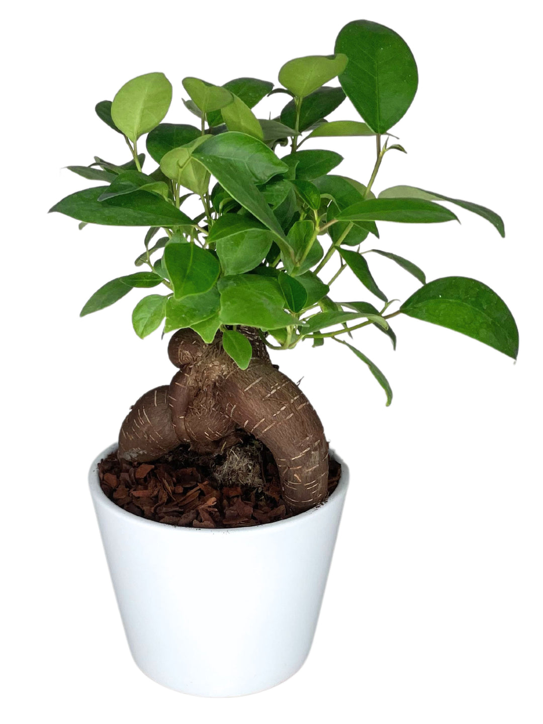 L'immagine presenta un giovane bonsai di Ficus, caratterizzato da un tronco robusto e curvato, che conferisce alla pianta un aspetto solido e radicato. Il fogliame è fresco e verde chiaro, con foglie di medie dimensioni che si sviluppano verso l'alto, donando alla pianta un aspetto vivace e pieno di vita. Il bonsai è collocato in un vaso bianco dal design semplice e pulito, che esalta la naturale bellezza della pianta e si adatta perfettamente a qualsiasi tipo di arredamento, aggiungendo un tocco di natura 