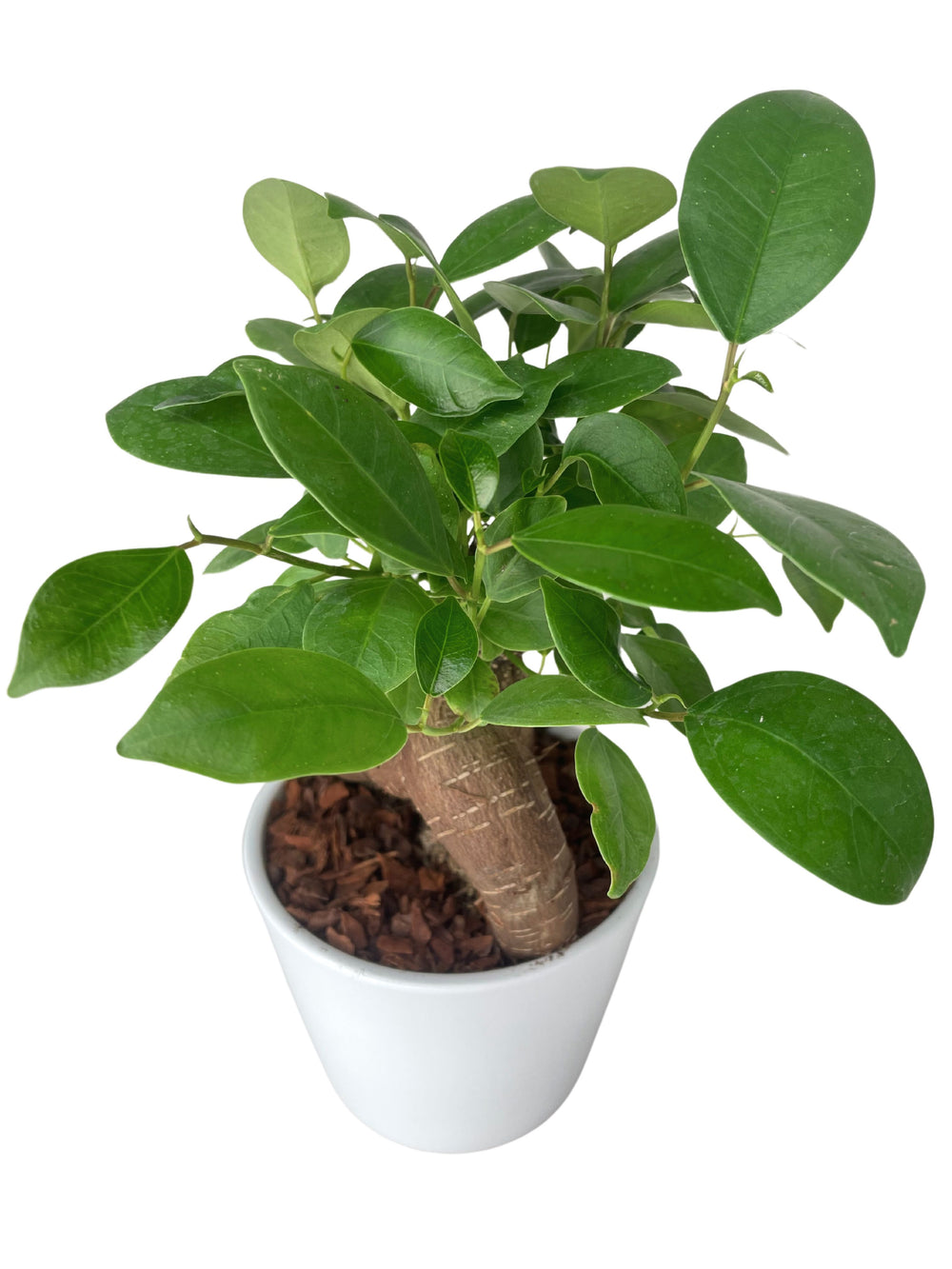 Immagine di una pianta di bonsai mini  ficus ginseng con foglie verdi lucide, grandi e lisce, cresciuta su un tronco spesso e nodoso, contenuta in un vaso bianco.