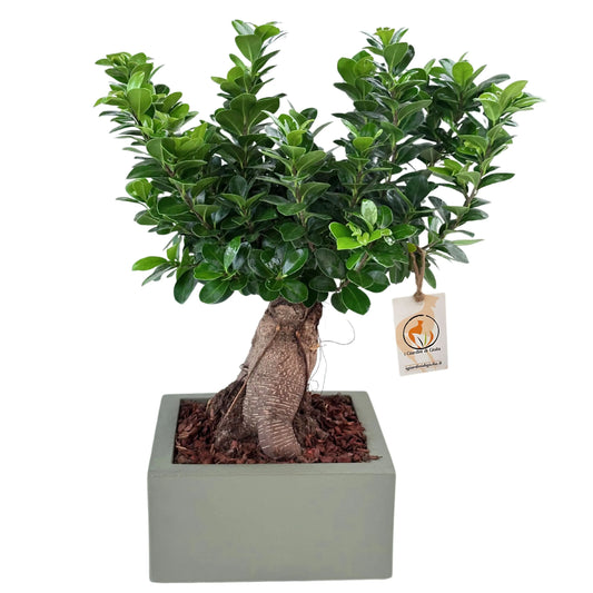 Bonsai ficus ginseng Vaso a Riserva D'acqua Minos - i Giardini di Giulia  