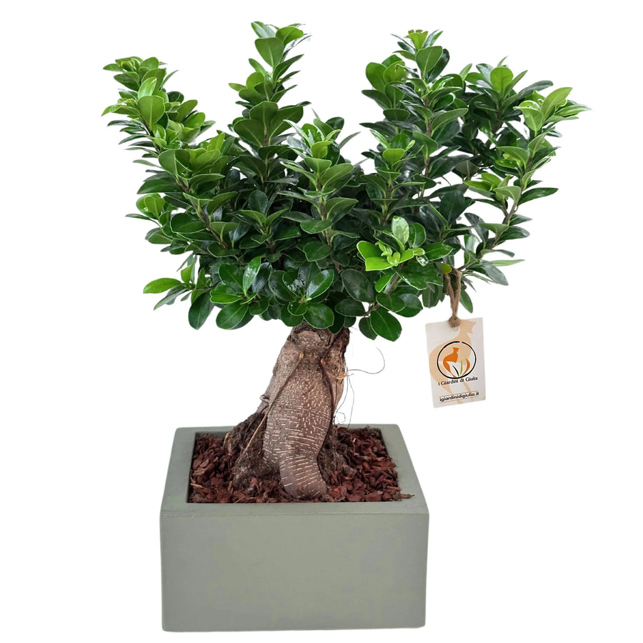 Bonsai ficus ginseng Vaso a Riserva D'acqua Minos - i Giardini di Giulia  