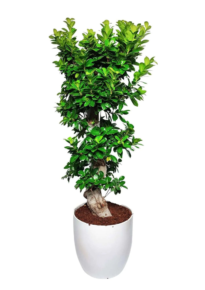 Bonsai Ficus Ginseng S-Shape 110 cm con tronco sinuoso in vaso ceramica bianca – vista laterale