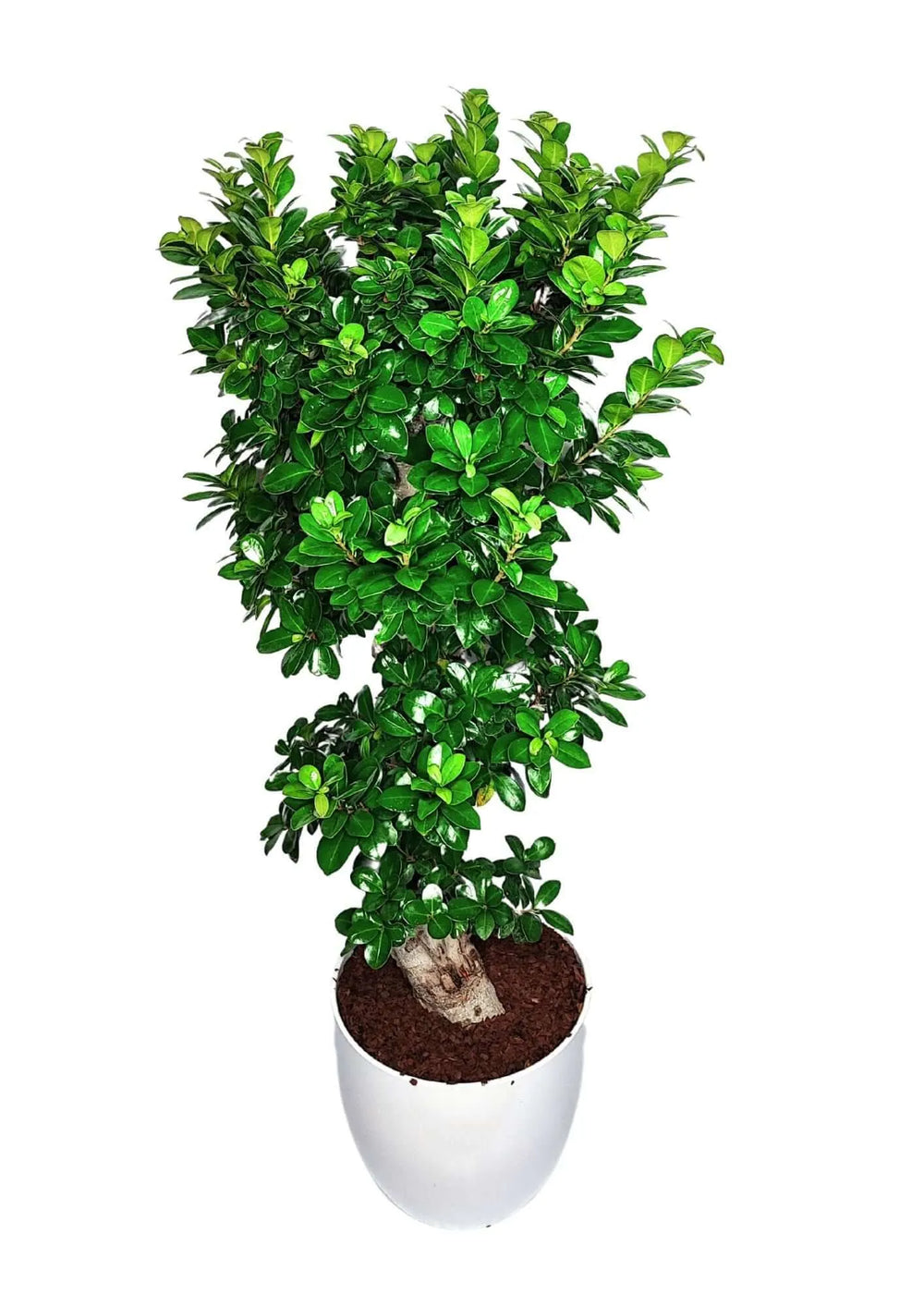 Dettaglio del tronco e della chioma compatta del Bonsai Ficus Ginseng S-Shape in vaso ceramica 27 cm