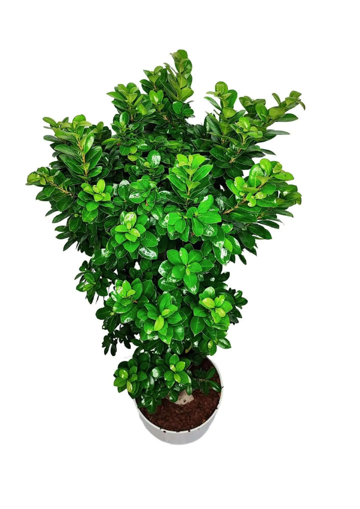 Vista dall’alto della chioma rigogliosa del Bonsai Ficus Ginseng 110 cm – fogliame verde lucido e fitto
