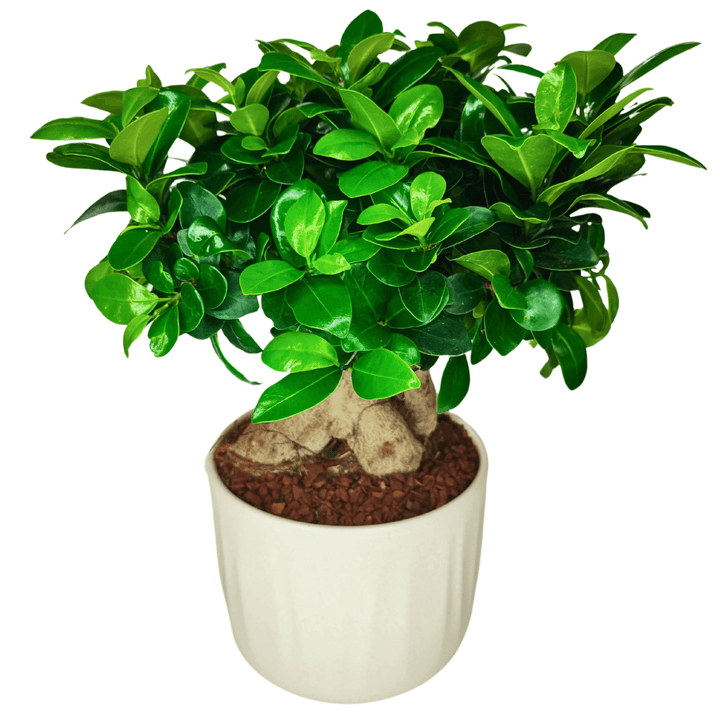 Bonsai Ficus Ginseng - Altezza Pianta 50 cm, Vaso di Ceramica 'Bagua' Diametro 16 cm