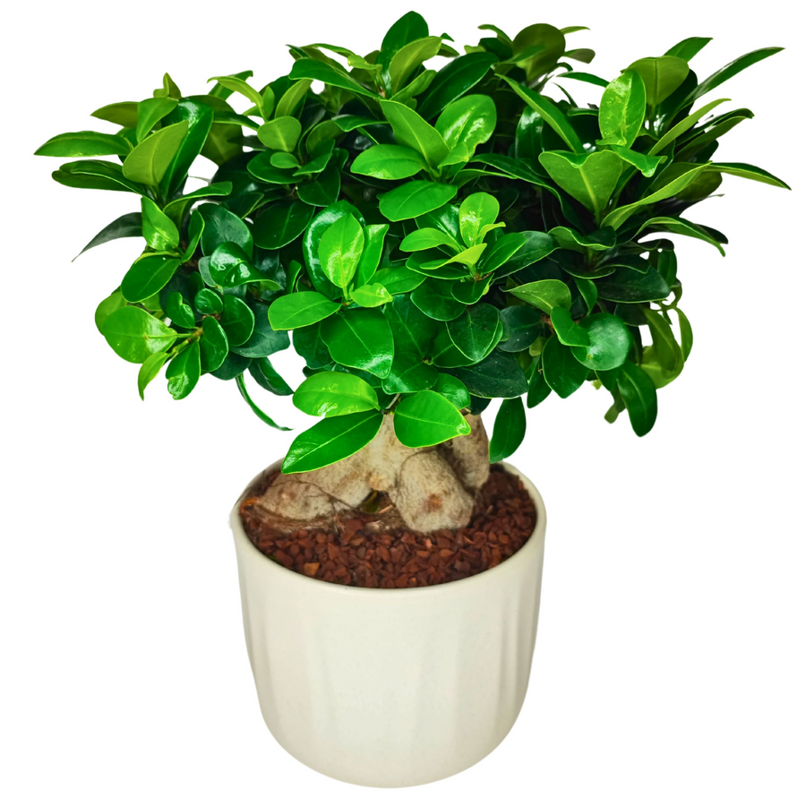 immagine di un Bonsai Ficus Ginseng in vaso con foglie verdi e lucide tutto su sfondo bianco 