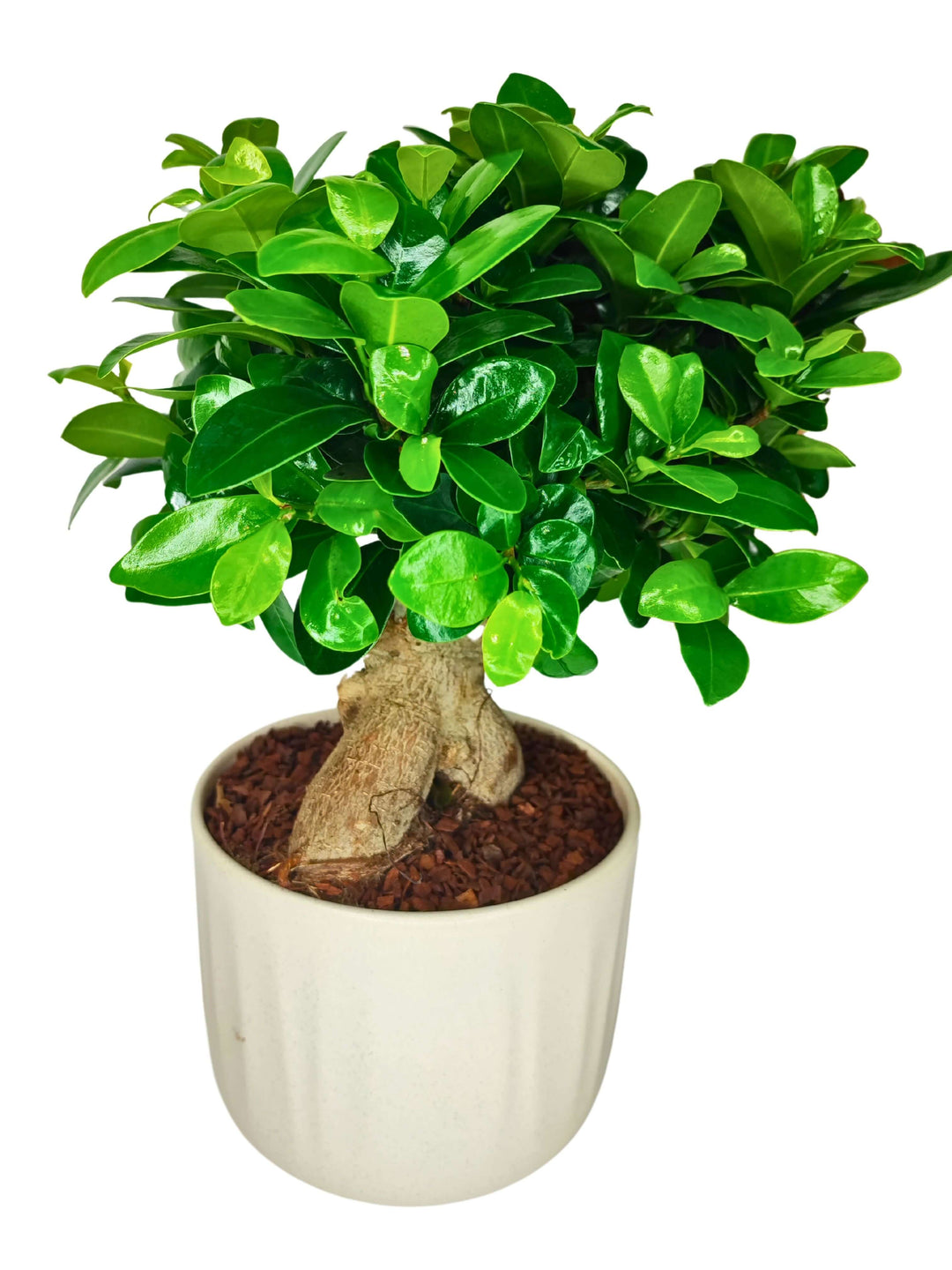 Bonsai Ficus Ginseng - Altezza Pianta 50 cm, Vaso di Ceramica 'Bagua' Diametro 16 cm