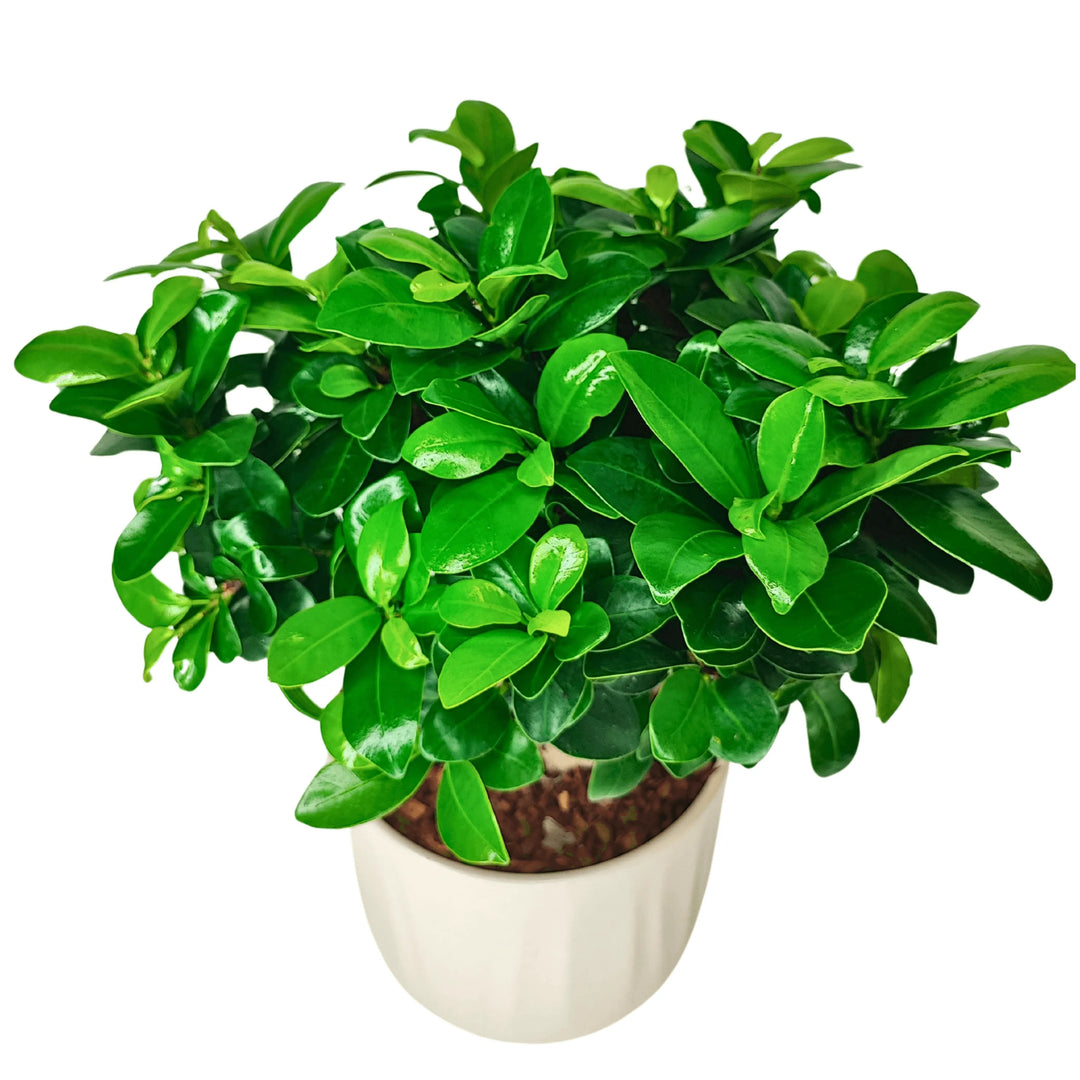 Bonsai Ficus Ginseng in vaso bianco da 16 cm con chioma compatta



